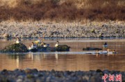哈密歙县完成安徽首个县域生物多样性调查 共记录物种近4千种