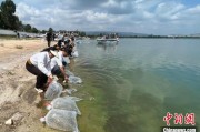 哈密云南江川举行增殖放流活动 逾54万尾鱼游入星云湖